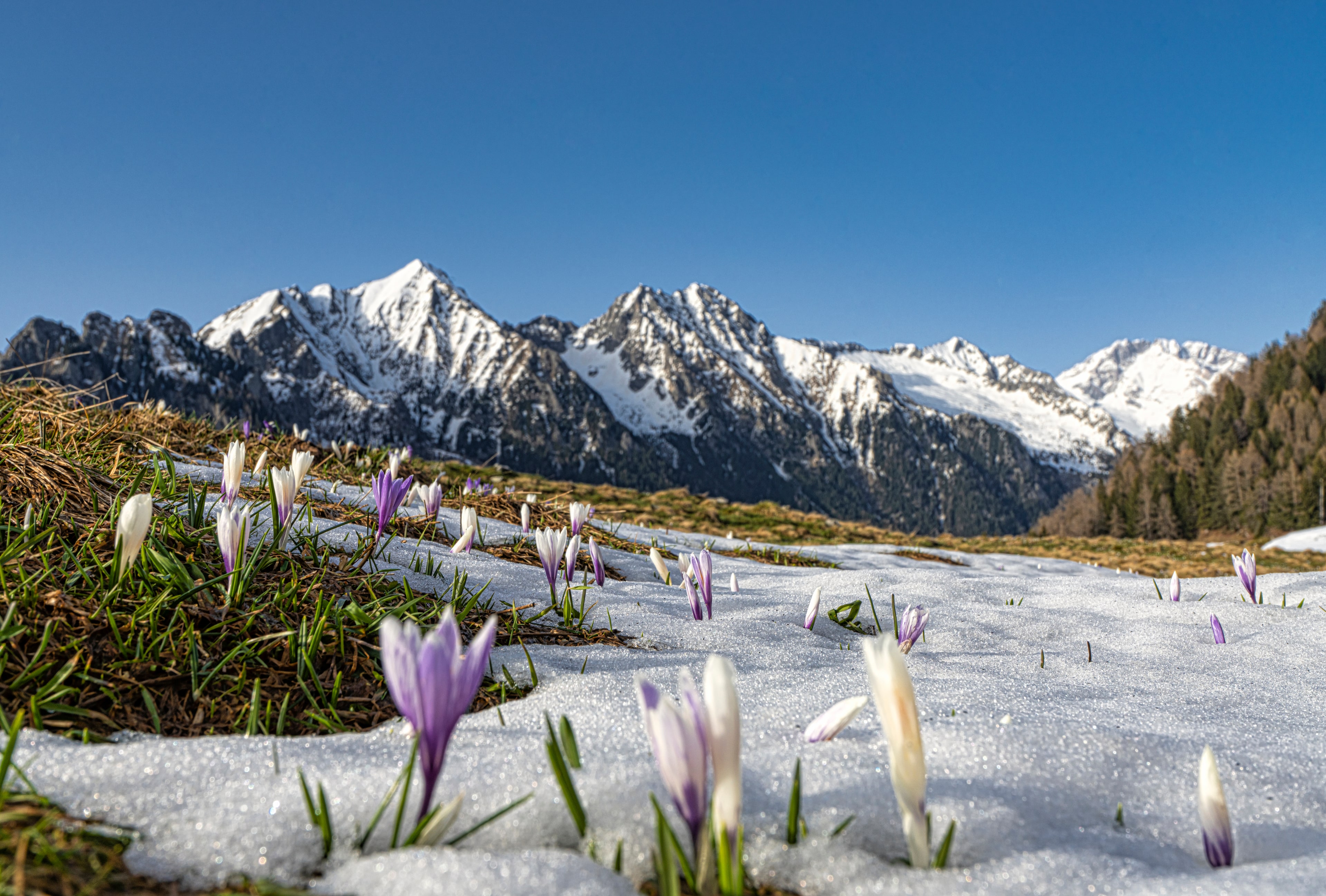 Alpine landscape — snow-line meadow with crocuses
