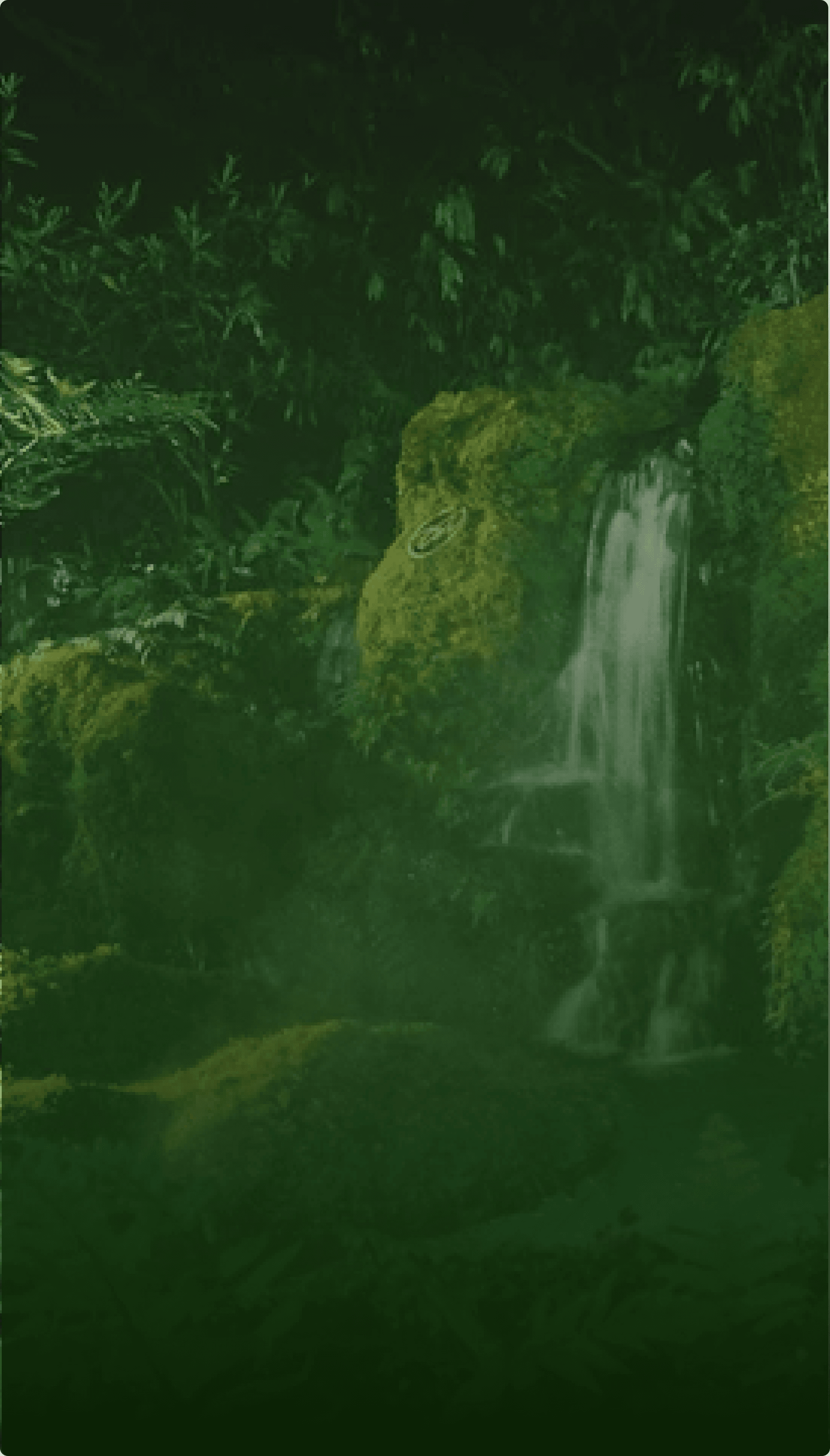 Rainforest ecosystem