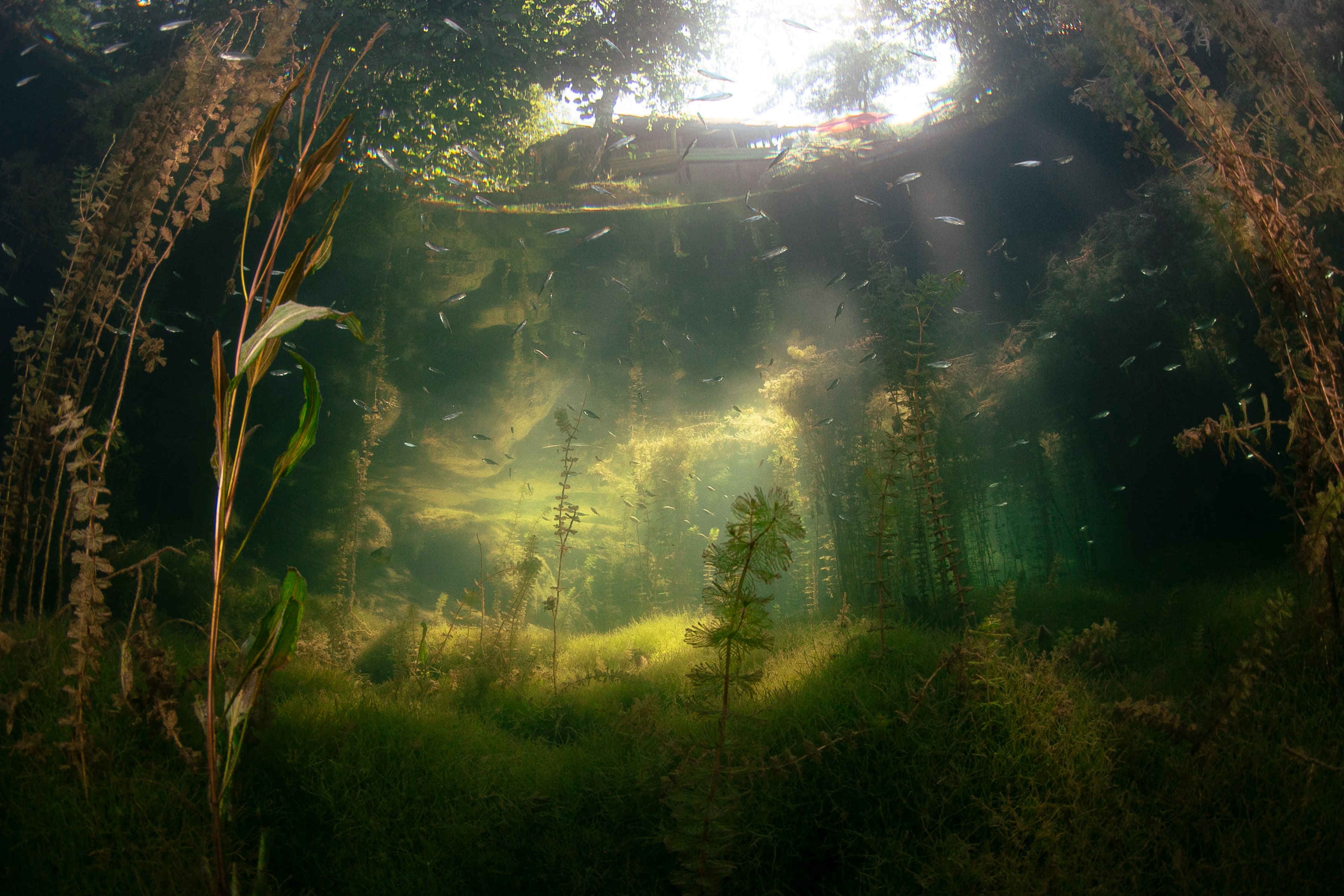 An ecosystem we study — a living landscape