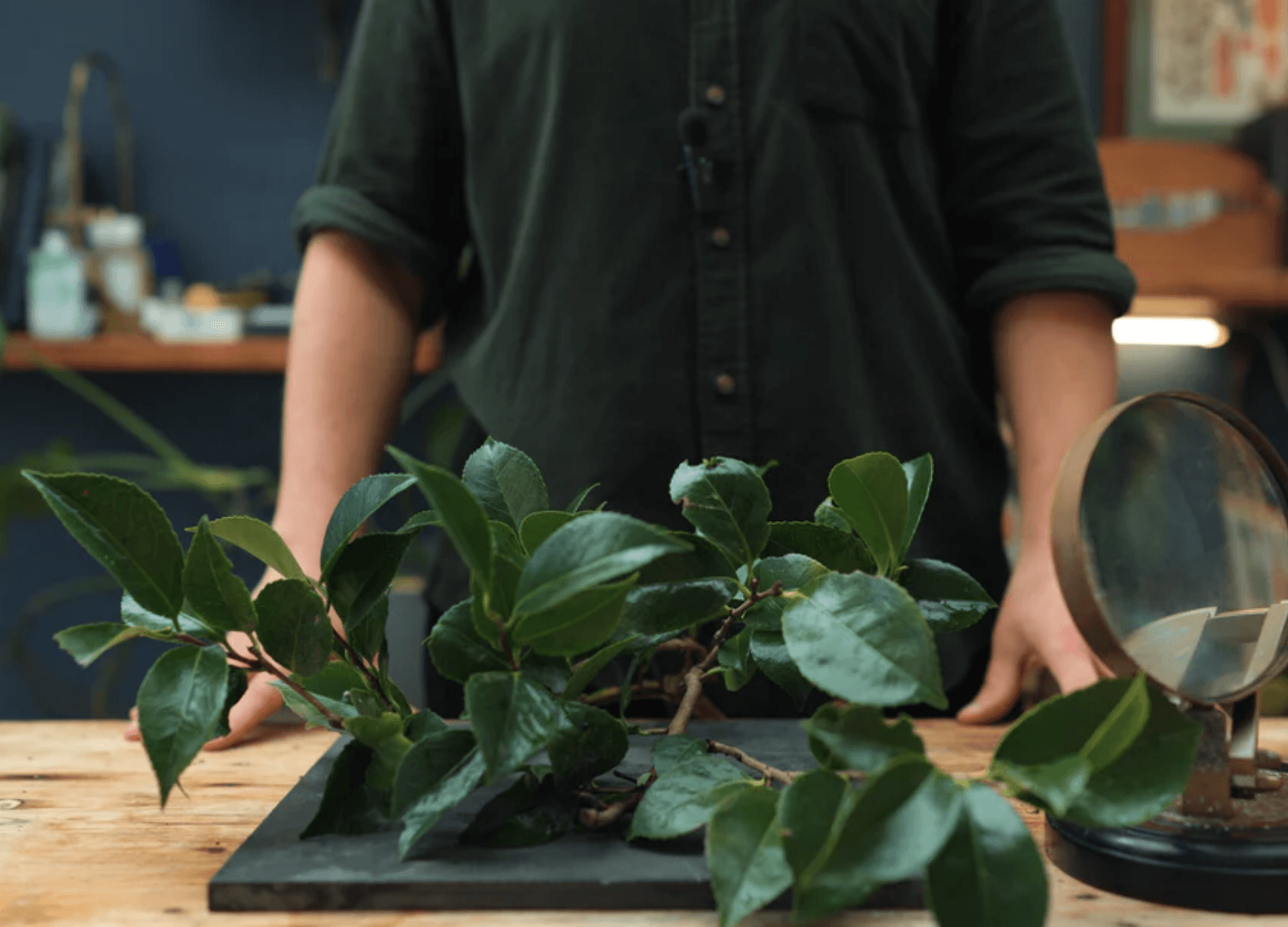 Arranging botanical cuttings at the formulation bench