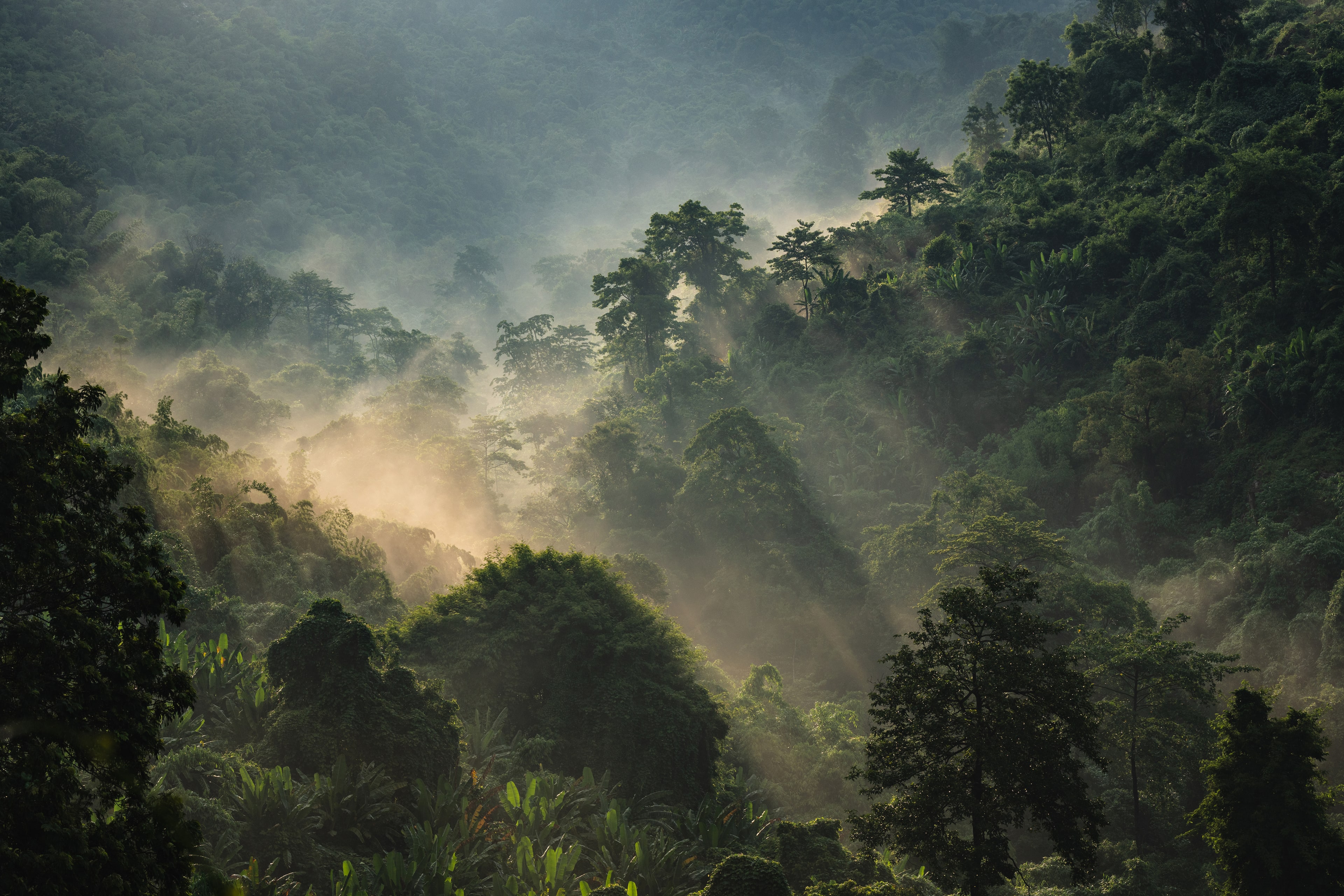 Rainforest canopy — mist and understorey